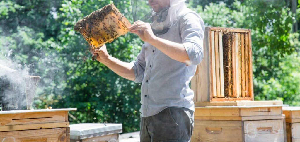Beekeeping on Your Homestead