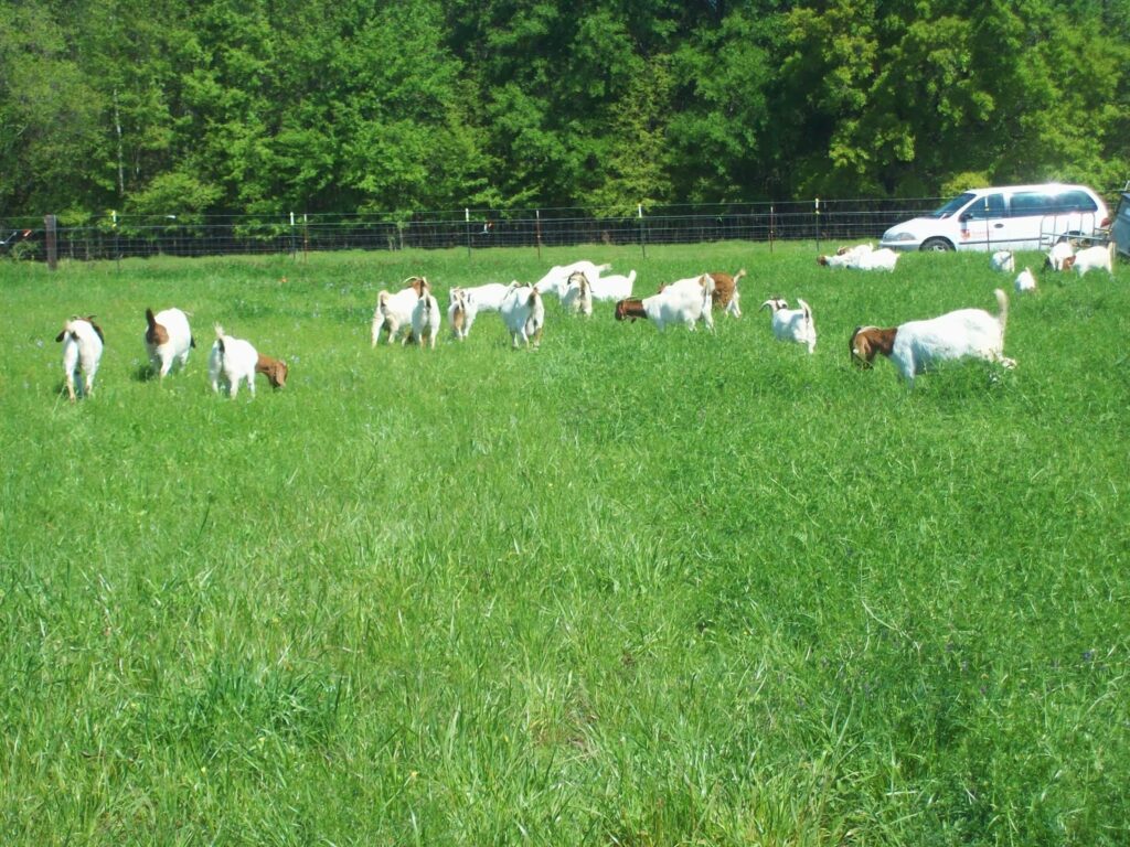 Caring for Livestock Year-Round Lessons from Our 15 Acres