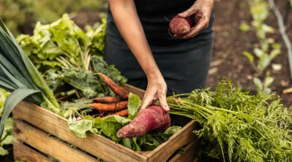 Grow Fresh Vegetables