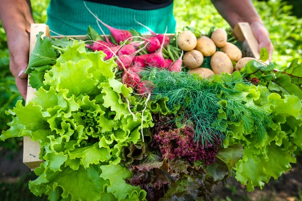 Live Sustainably on Our Homestead