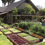 Natural Pest Control for Pets