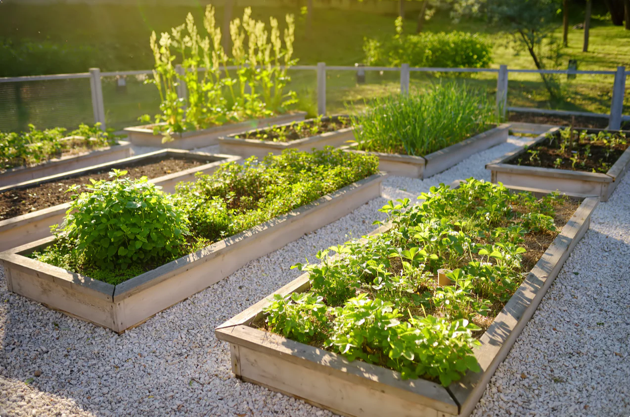 Beginner’s Guide to Starting a Productive Homestead Garden