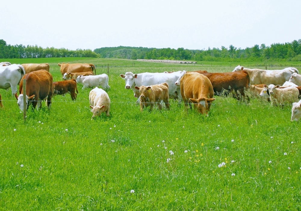 Caring for Livestock Year-Round