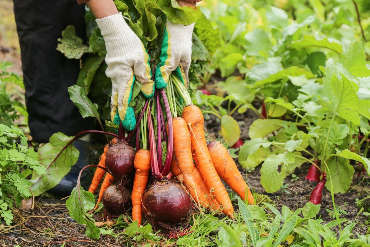 How We Grow Fresh Vegetables All Year on 15 Acres