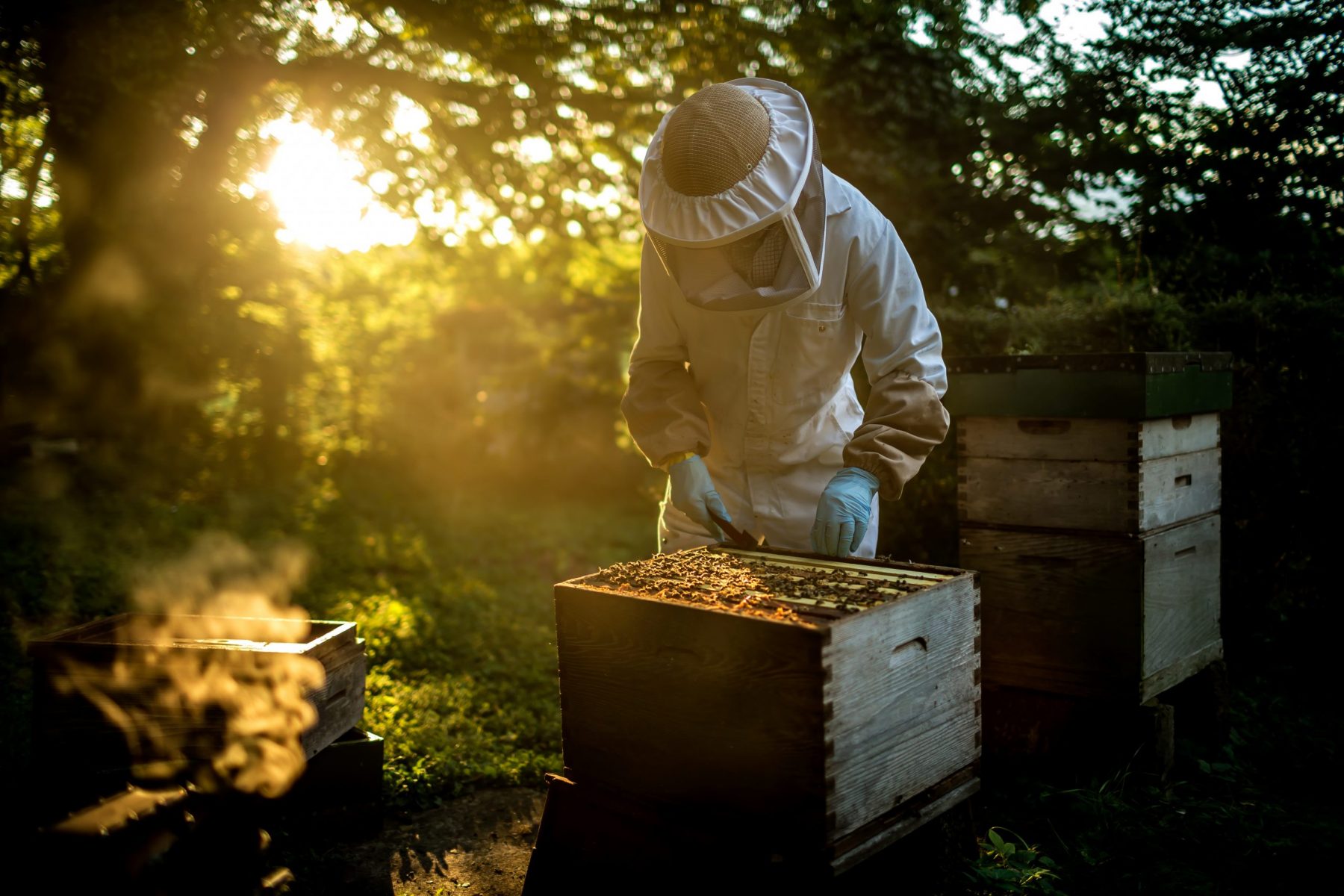 How to Start Beekeeping on Your Homestead — Tips for Beginners