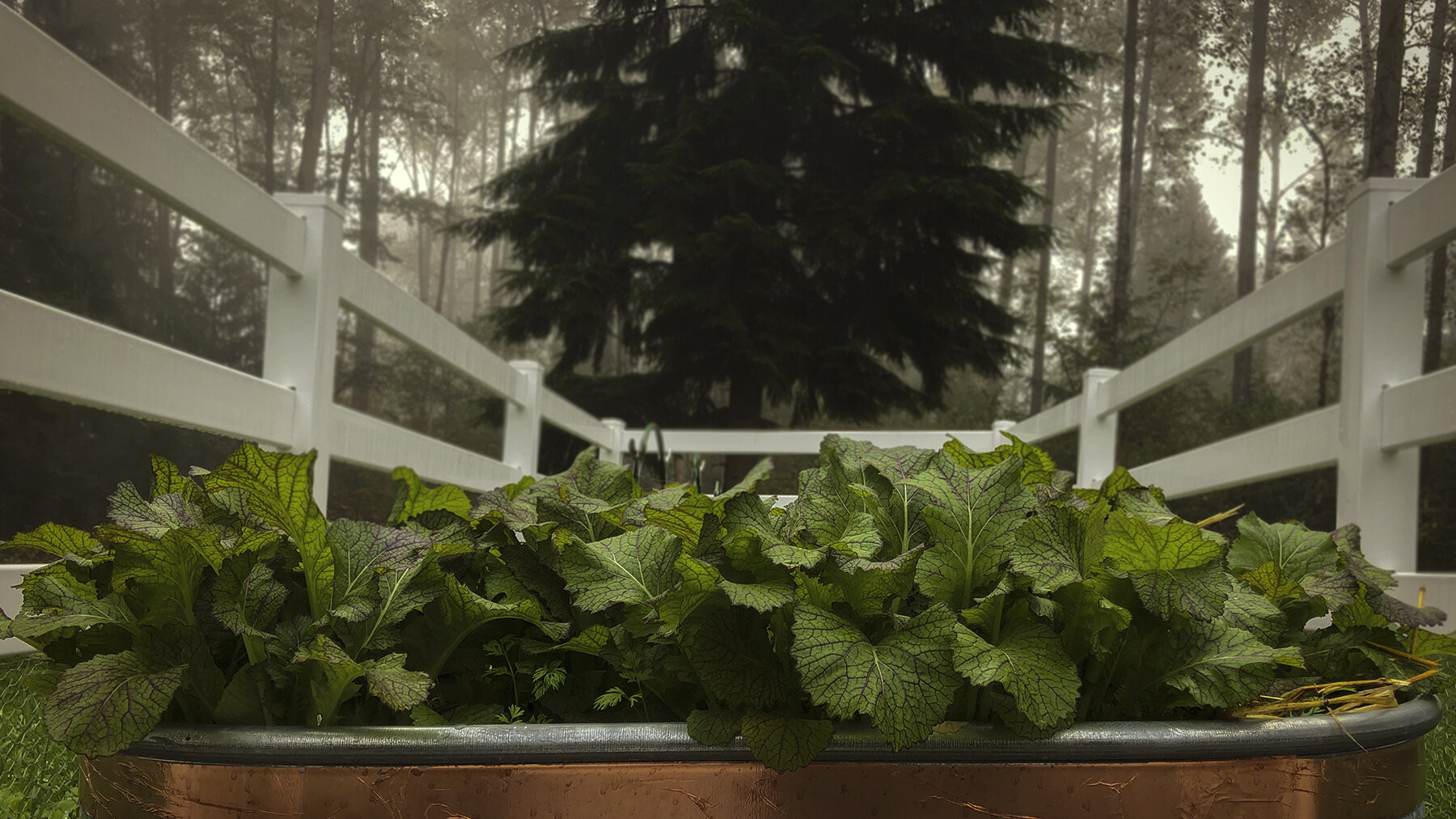 WWOOF 15 acre homestead