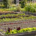 Mulching Techniques for 15 Acre Homestead: Tips and Insights