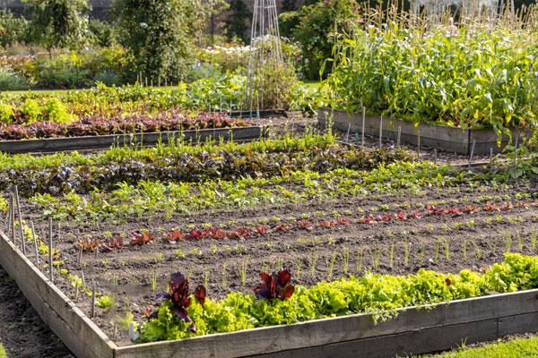 medicinal gardens 15 acre homestead