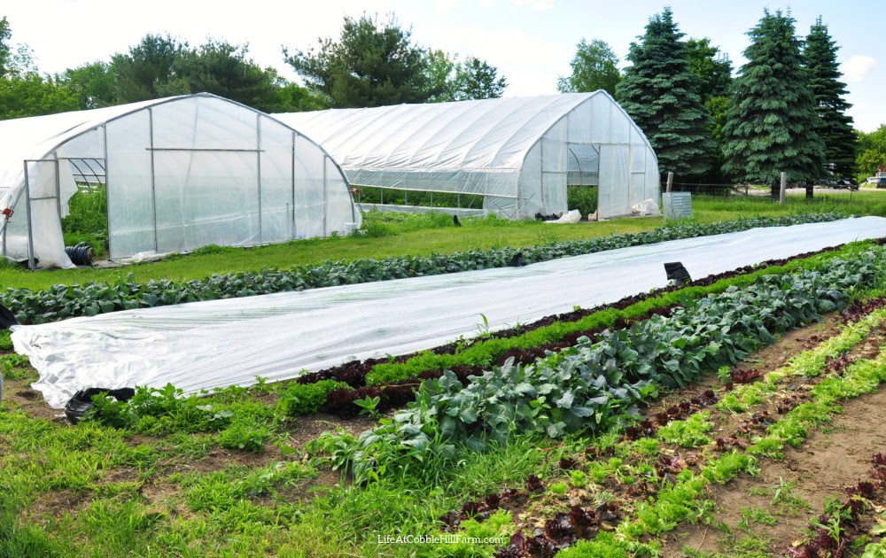 fruit trees for 15 acre homestead