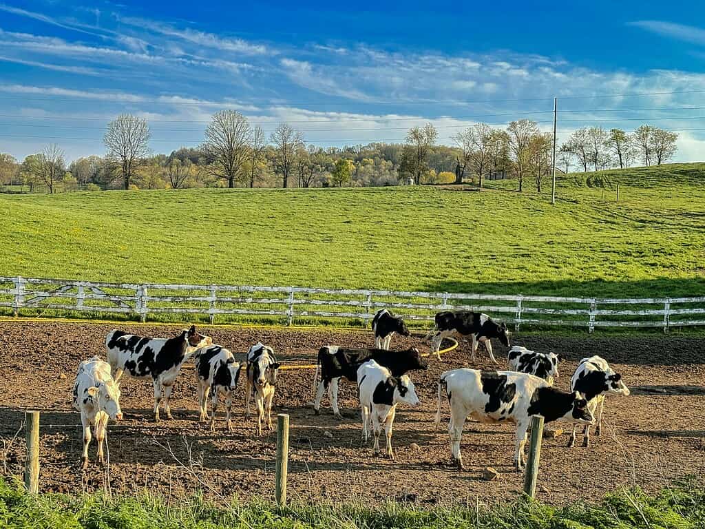 pasture legumes 15 acre homestead