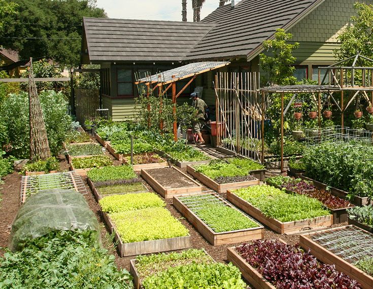 perennial vegetables 15 acre homestead