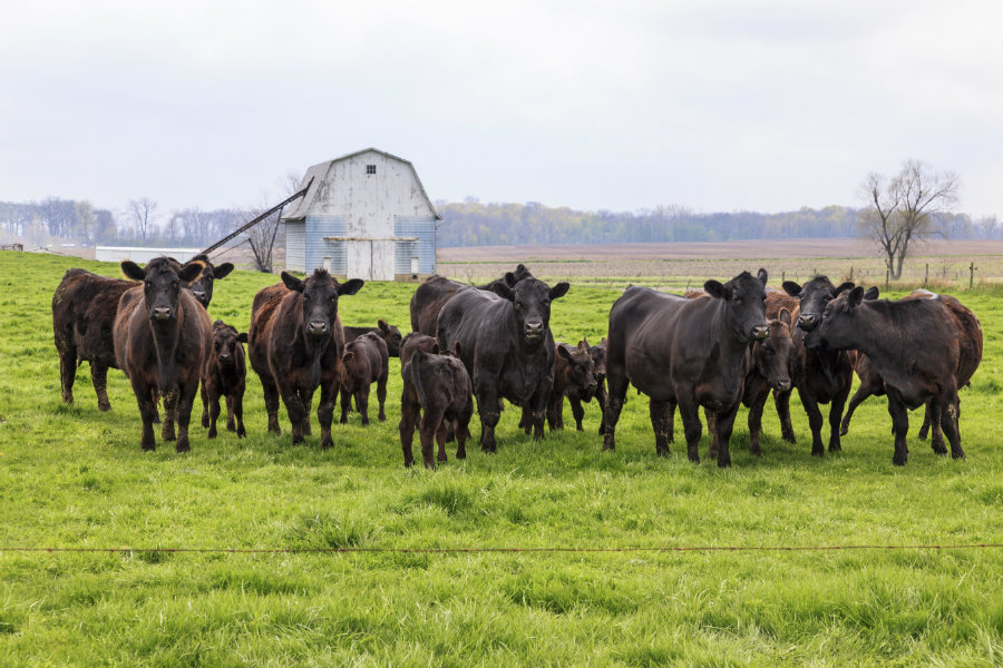 hunting options on 15 acre homestead