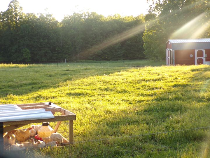 vlogging on 15 acre homestead