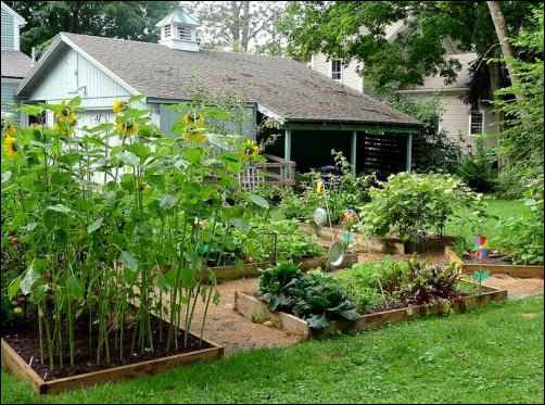 edible flowers 15 acre homestead