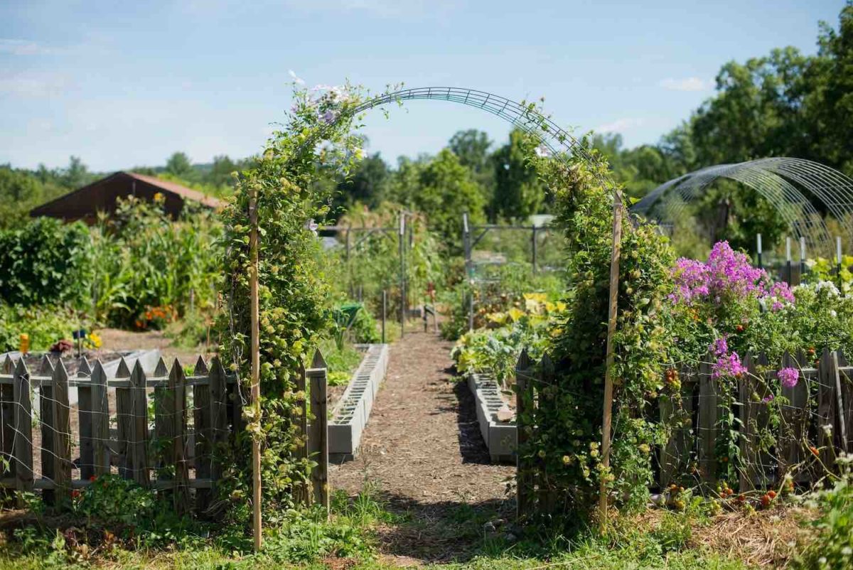 edible flowers 15 acre homestead