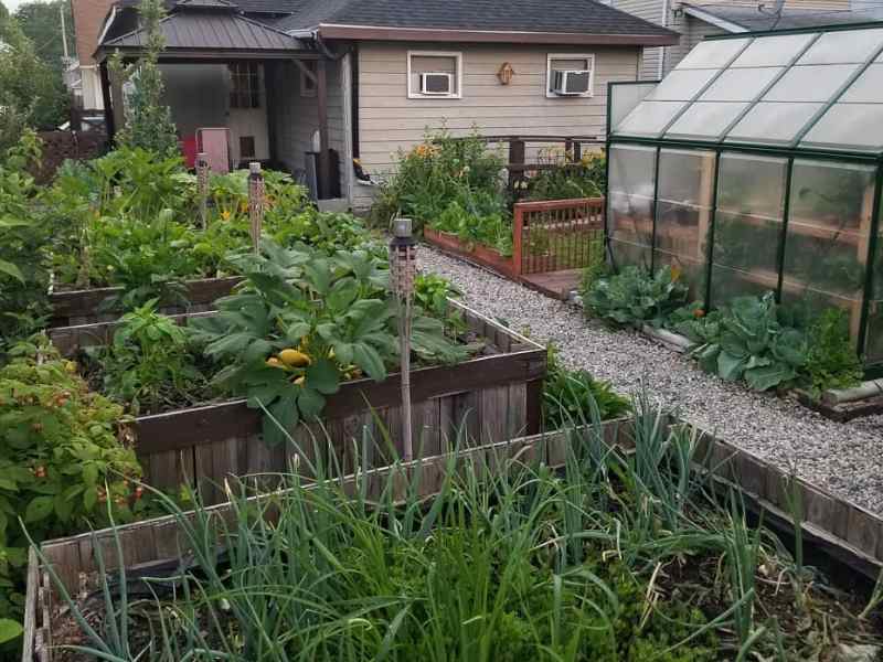 raising chickens in the backyard
