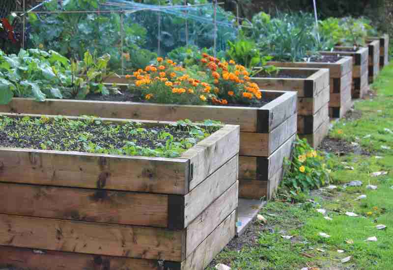 suburban homesteading guide