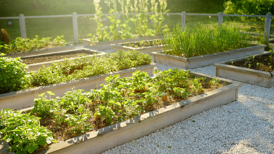 frugal living homestead tips