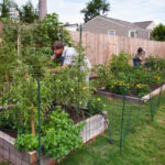 Rainwater Collection Systems: A Sustainable Solution for Every Home