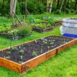 Caring for Backyard Chickens: Your Guide to Happy Hens