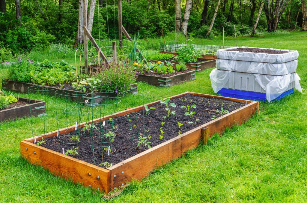 urban homesteading for beginners
