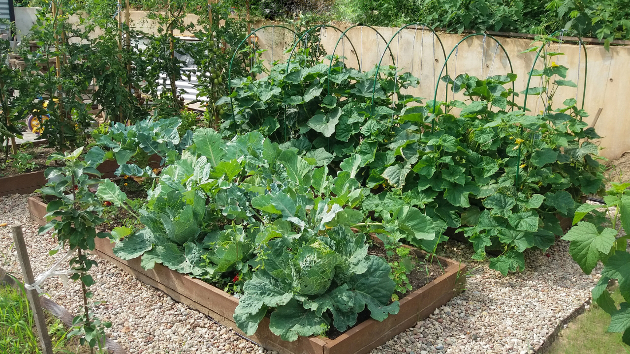 what is homesteading at home