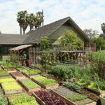 Spring Homestead Projects: Ideas for Your Dream Setup