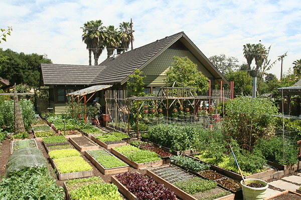 what is homesteading at home