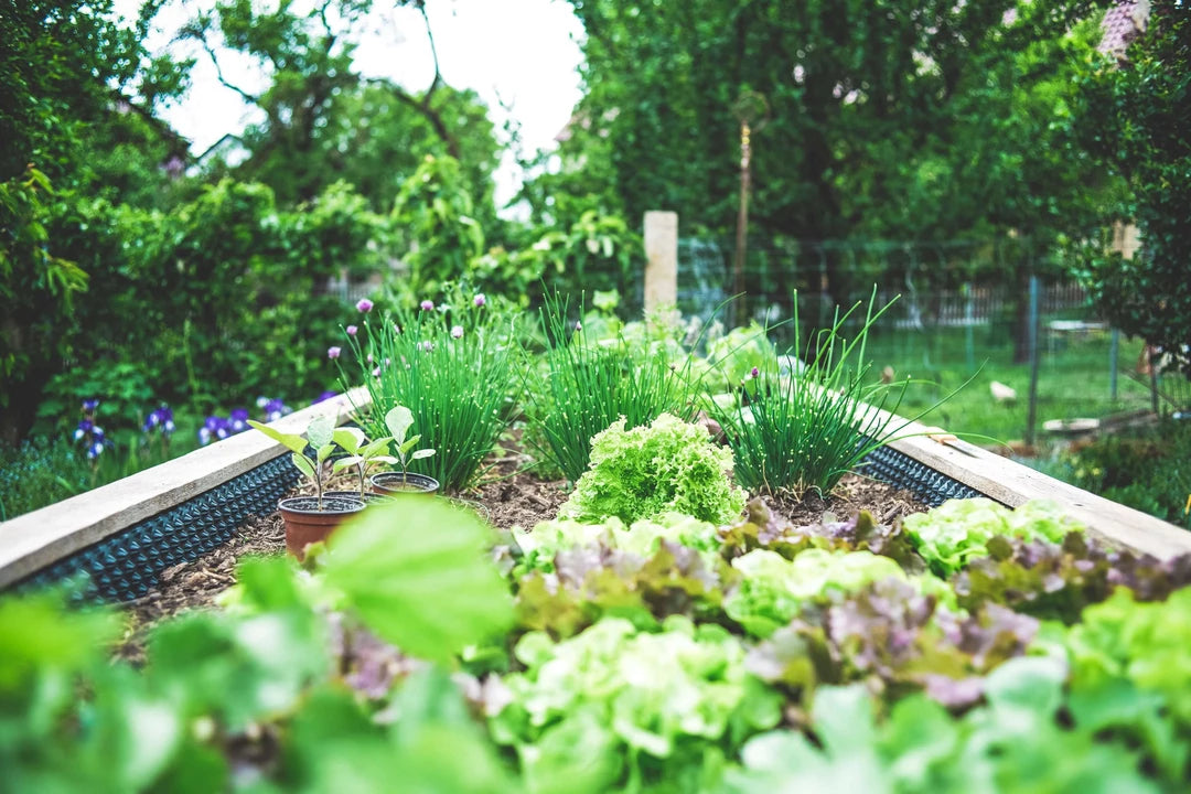 how to start a homestead garden