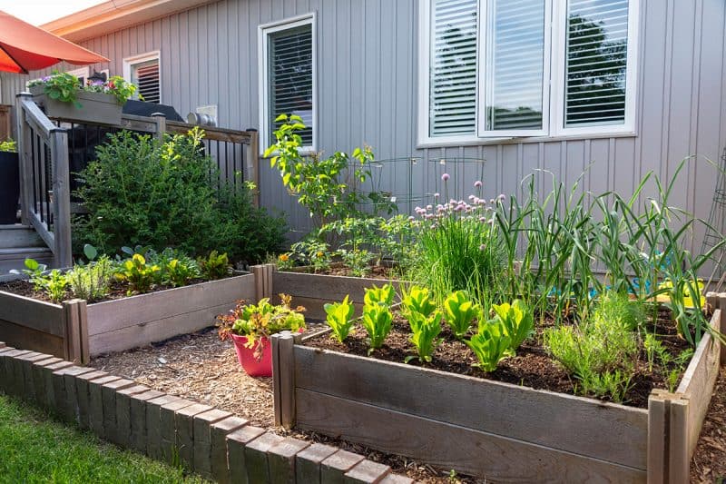 how to start homesteading in your backyard