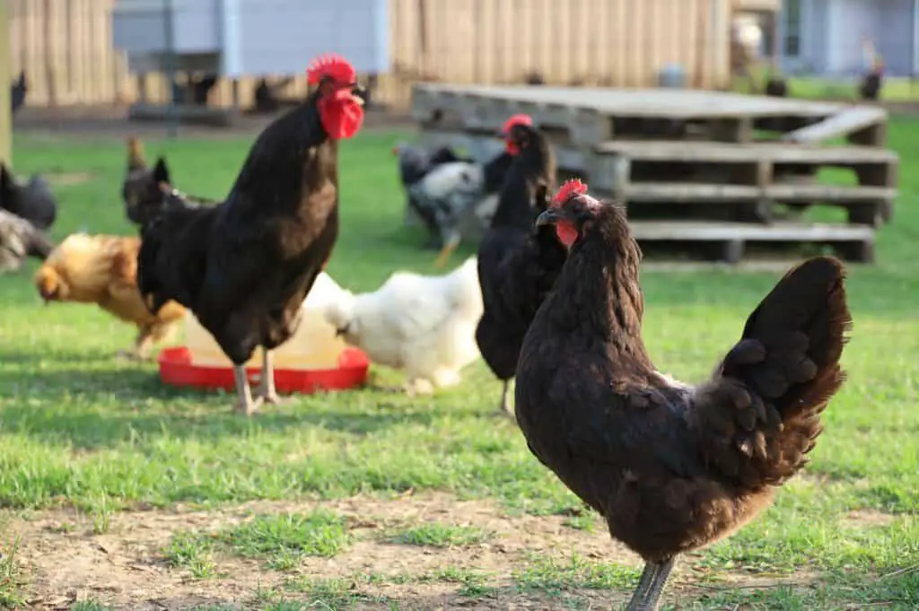 suburban homesteading guide