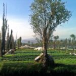 Renewable Energy Options for Small Farms