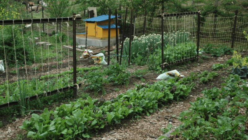 self sufficient eco friendly living Self-Sufficient and Eco-Friendly Living Ideas