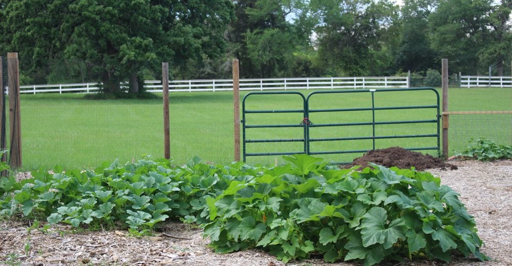 attracting pollinators naturally Attracting Pollinators Naturally to Your Yard