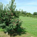 DIY Animal Shelter Projects