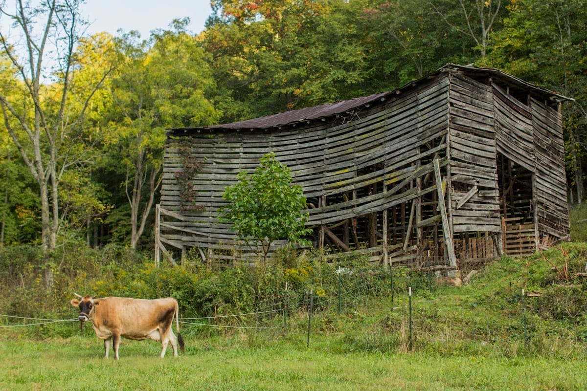eco friendly fencing ideas Eco-Friendly Fencing Ideas for Your Farm