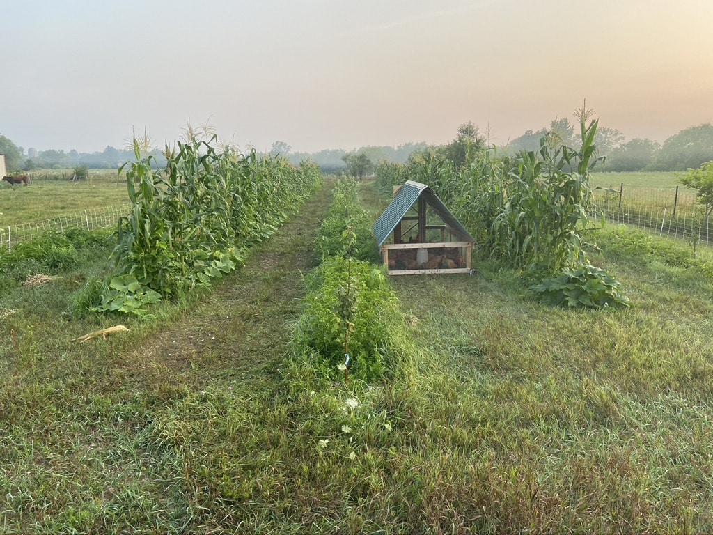 permaculture principles explained Permaculture Principles Explained Simply