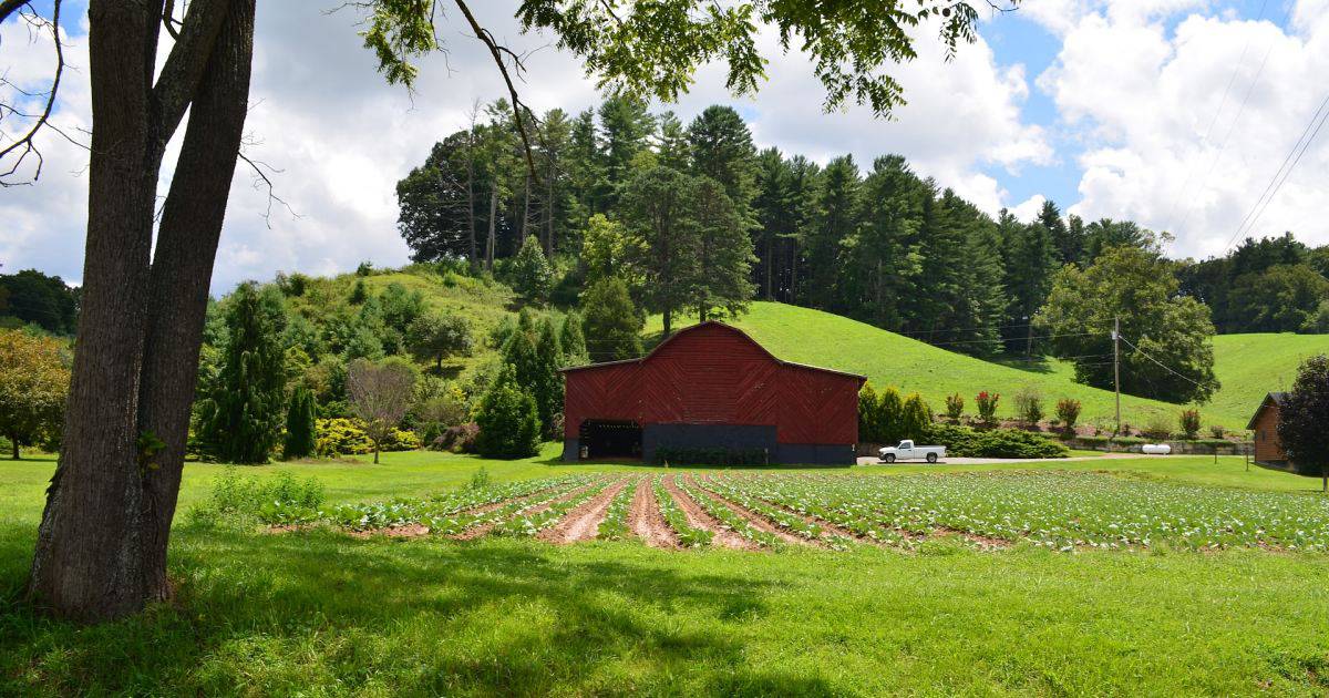 simple living ideas Simple Living Ideas for a Happier Life