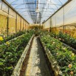 How to Grow Berries in Small Spaces