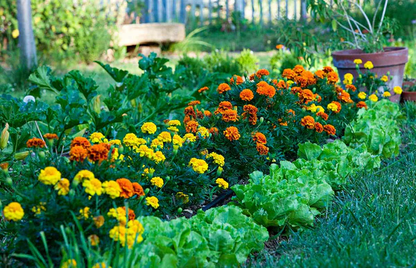 How to start a small-space garden How to Start a Small-Space Garden Step by Step