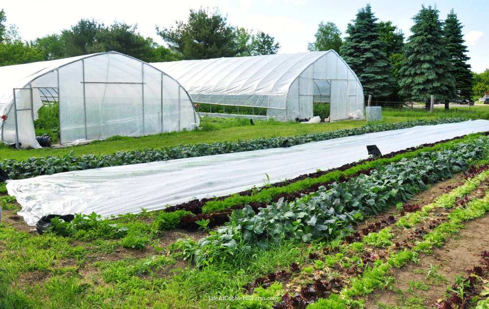 fermenting food off-grid Fermenting Food Off-Grid for Nutrition and Storage