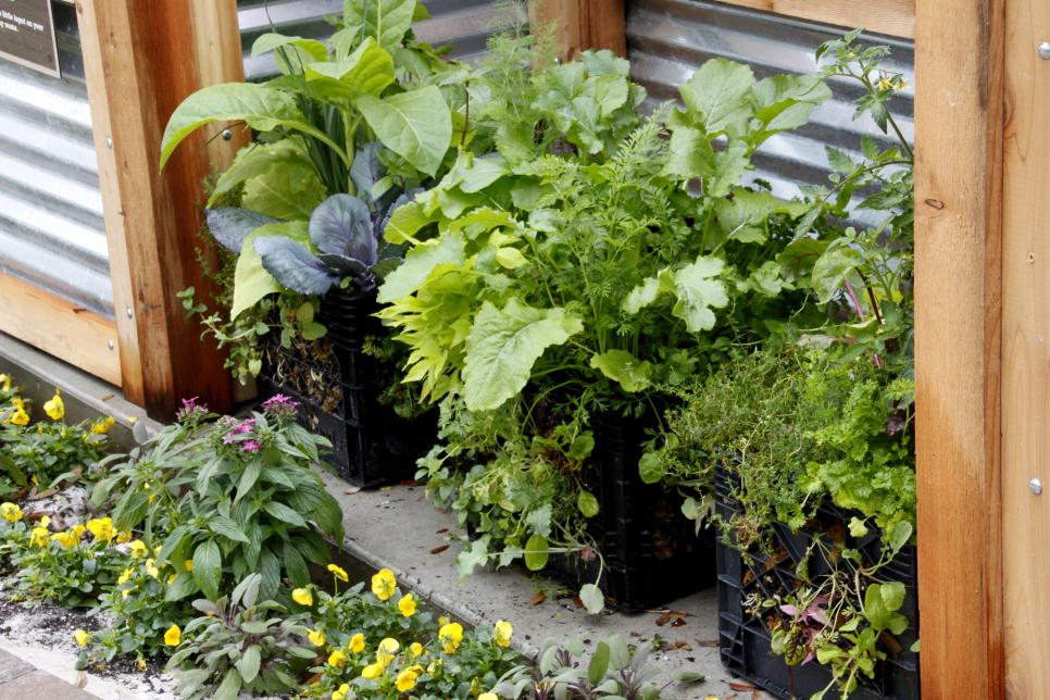 How to grow fast crops in small spaces How to Grow Fast Crops in Small Spaces