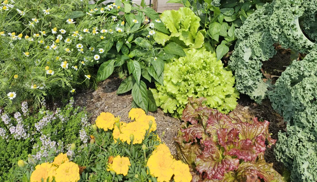 How to grow herbs vertically How to Grow Herbs Vertically