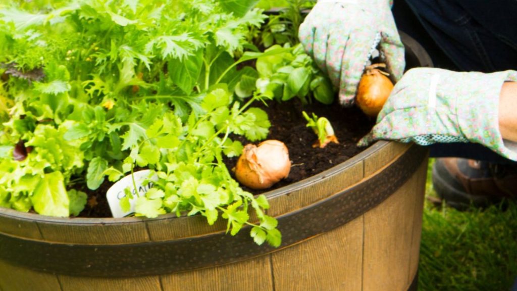 How to manage small-space weeds How to Manage Small-Space Weeds Naturally