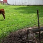 Modern Homesteading Backyard Orchard Guide