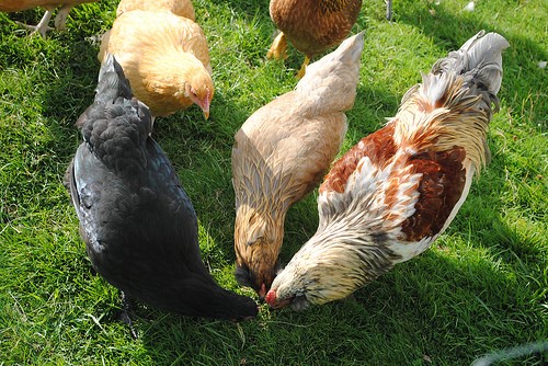 modern homesteading ethical animal care Modern Homesteading Ethical Animal Care