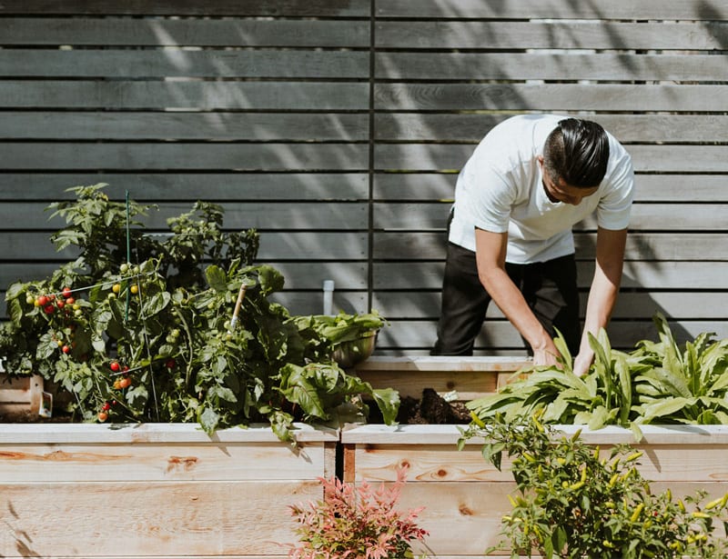 modern homesteading herbal garden ideas Modern Homesteading Herbal Garden Ideas