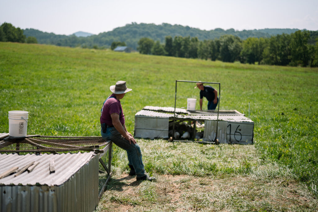 modern homesteading natural pest control Modern Homesteading Natural Pest Control