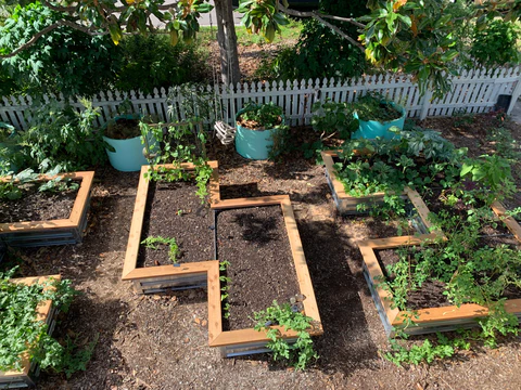 Small-space basil gardening Small-Space Basil Gardening Tips