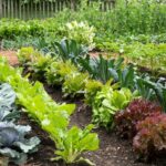 Best Organic Fertilizers for Home Gardens: Boost Your Soil